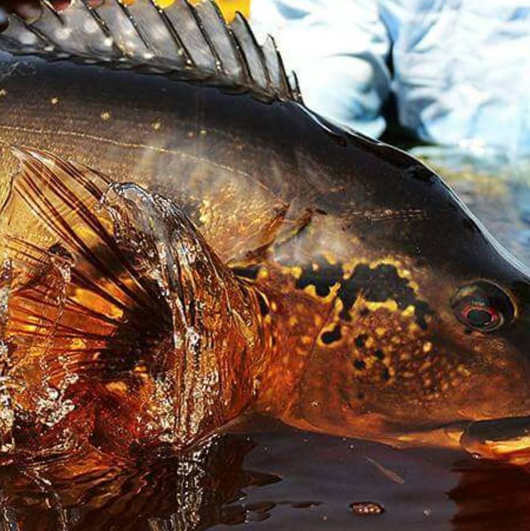 Amazon fishing