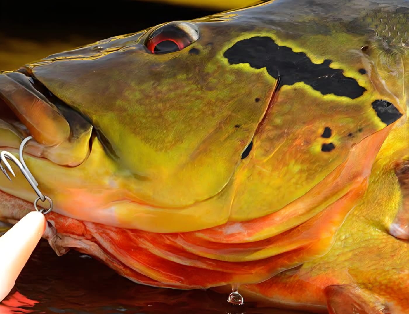 Amazon fishing