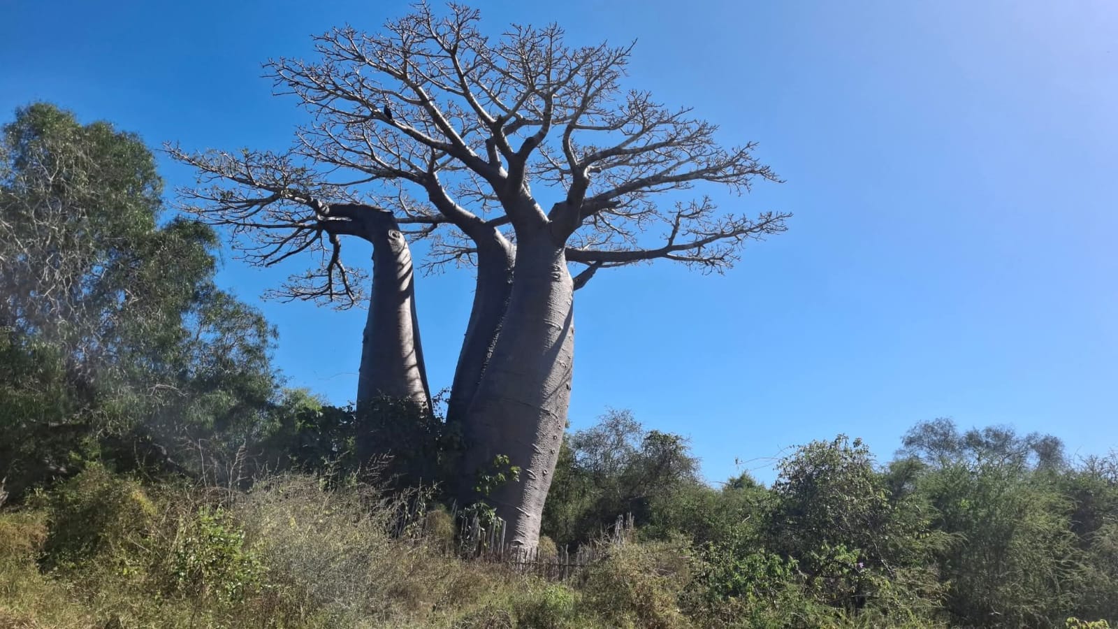 Madagascar