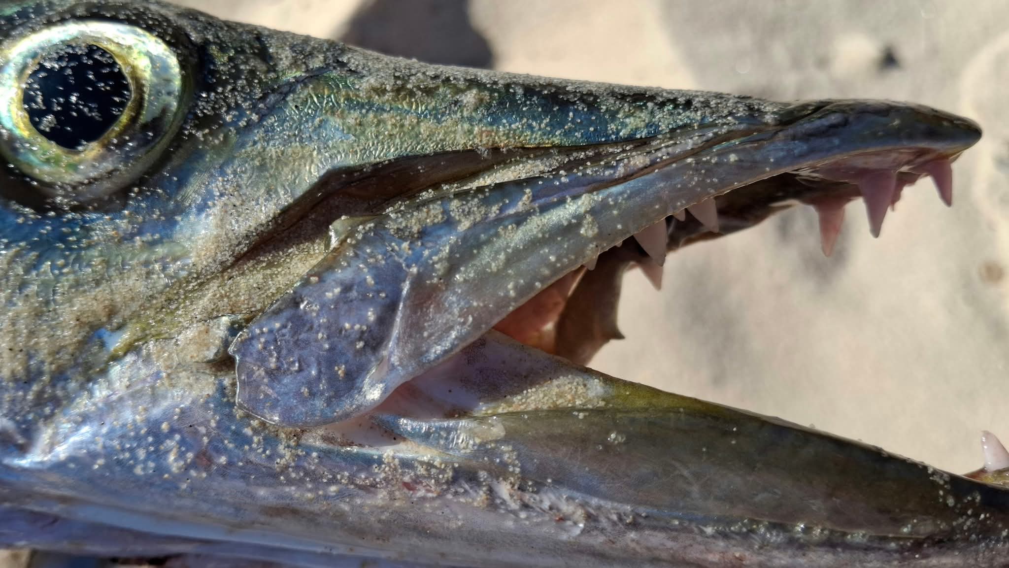 Madagascar fishing