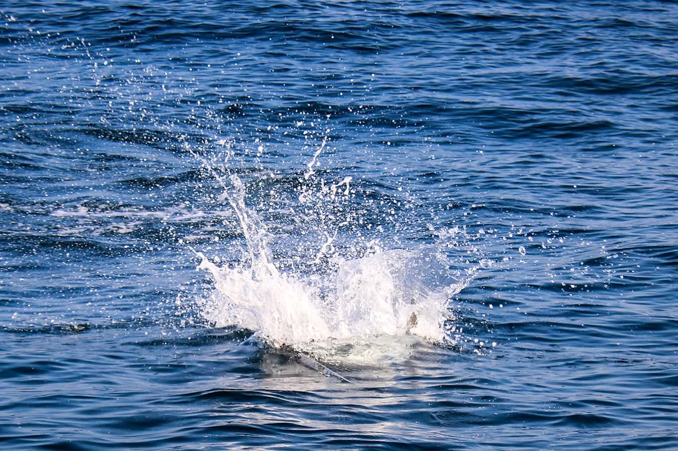 Oman fishing