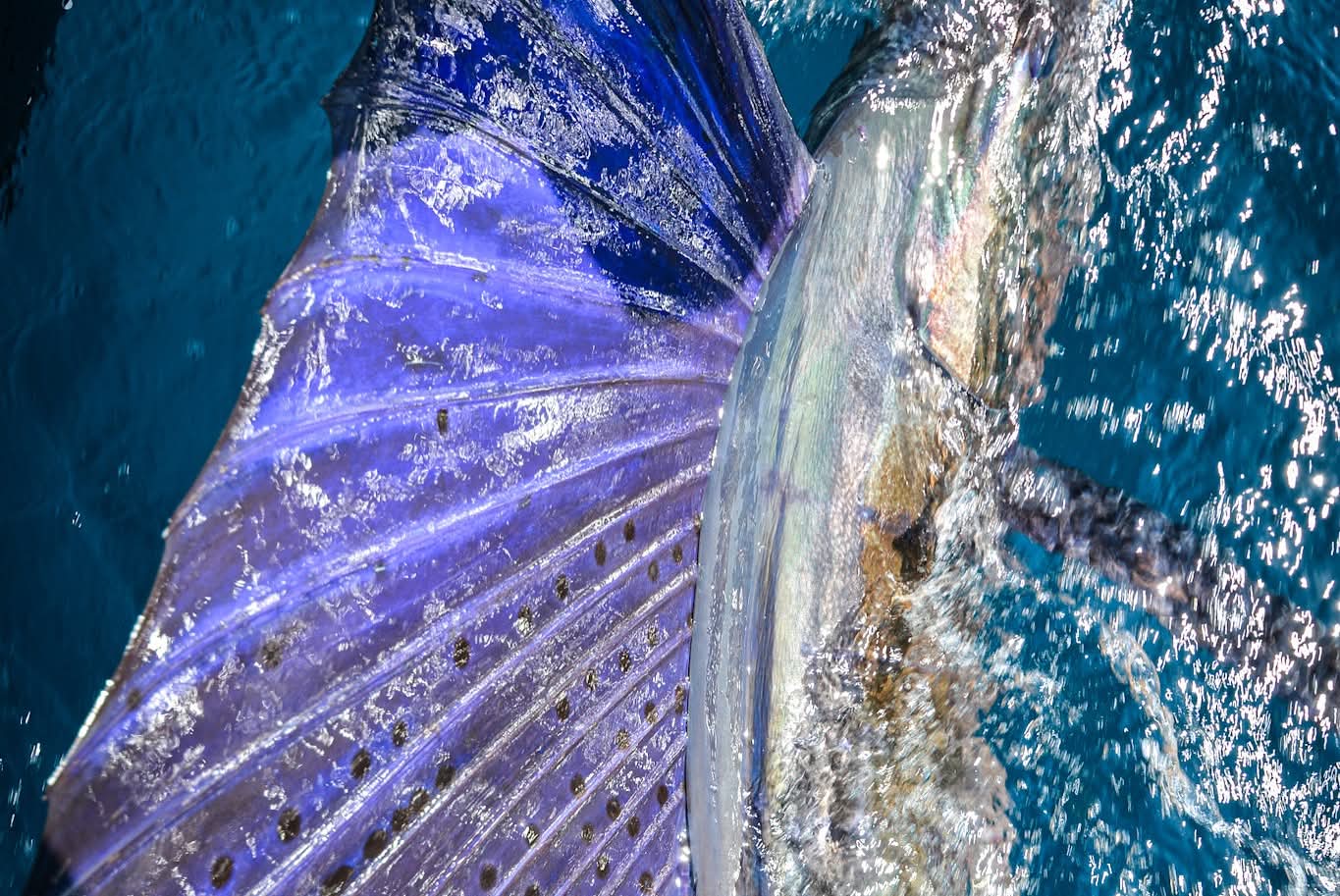 Oman fishing