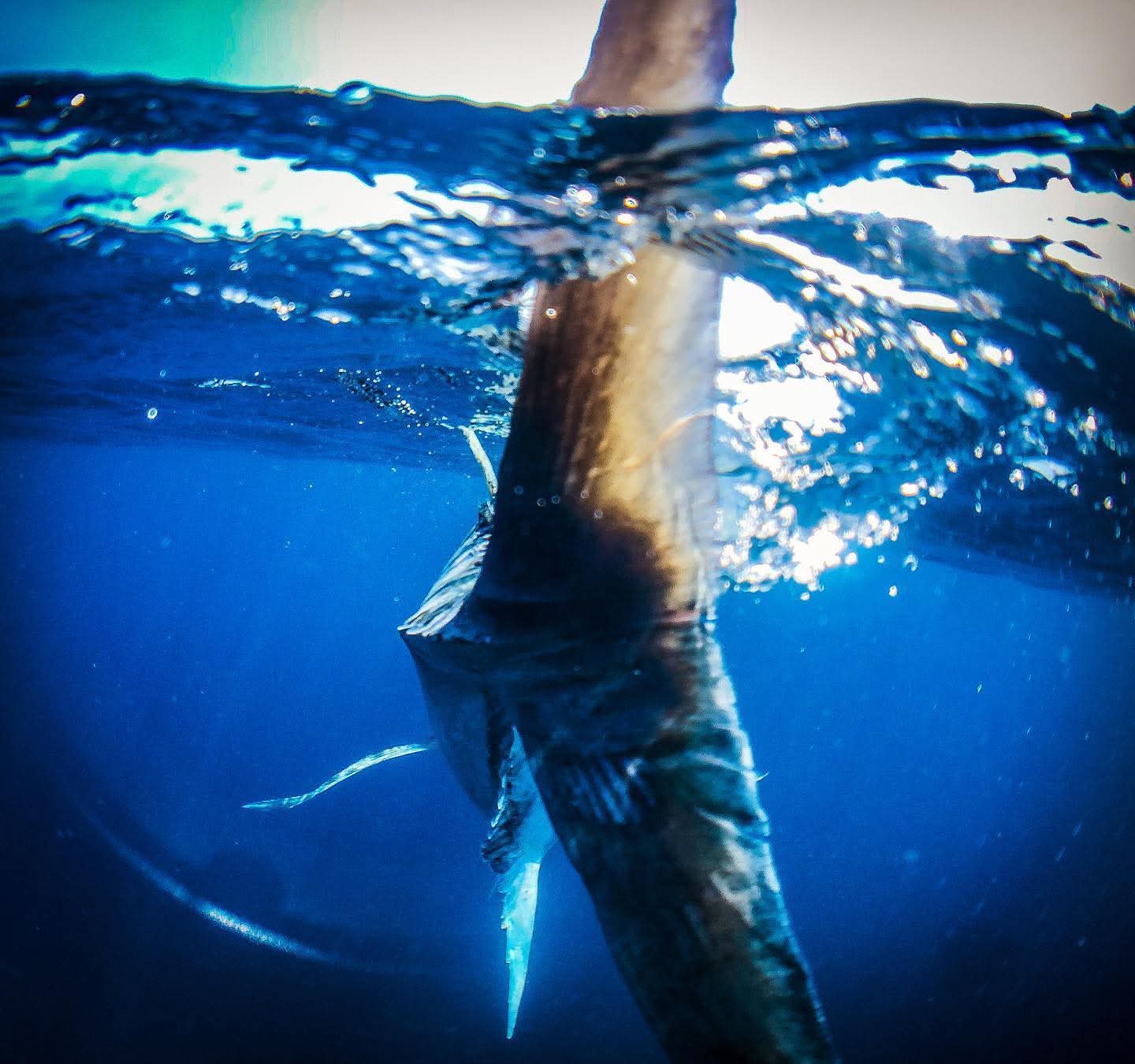 Oman fishing
