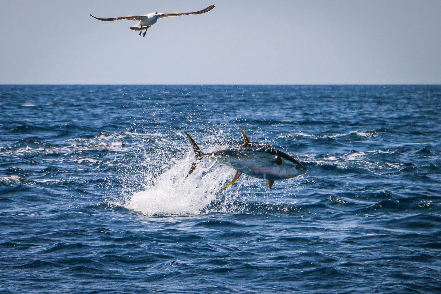 Oman fishing
