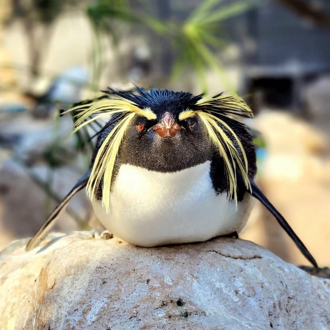 Rockhopper Penguin