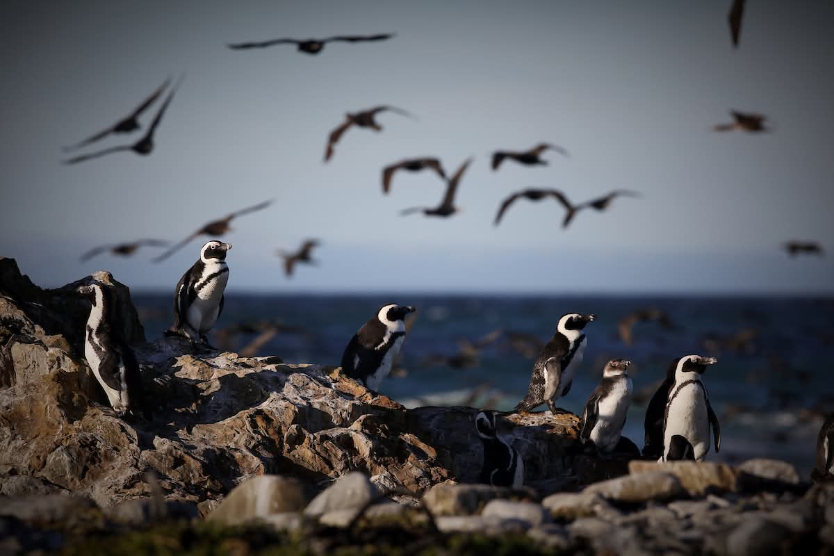 African Penguins on the coastline